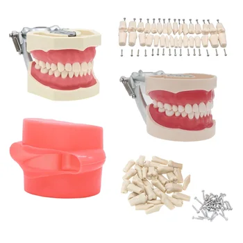 Стоматологическая Модель зубов Typodont Со Съемными Зубьями fit Kilgore NISSIN 200/500 Тип Typodont Модель M8011 M8012 M8024 M8025
